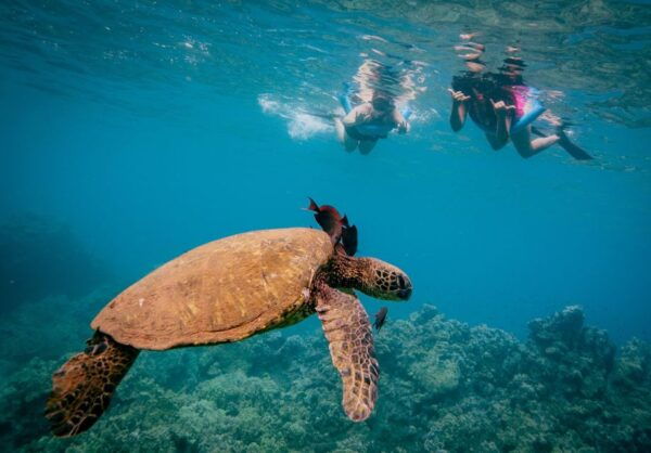 From Maalaea: Half-Day Snorkel & Whale Watching Excursion - The Sum Up