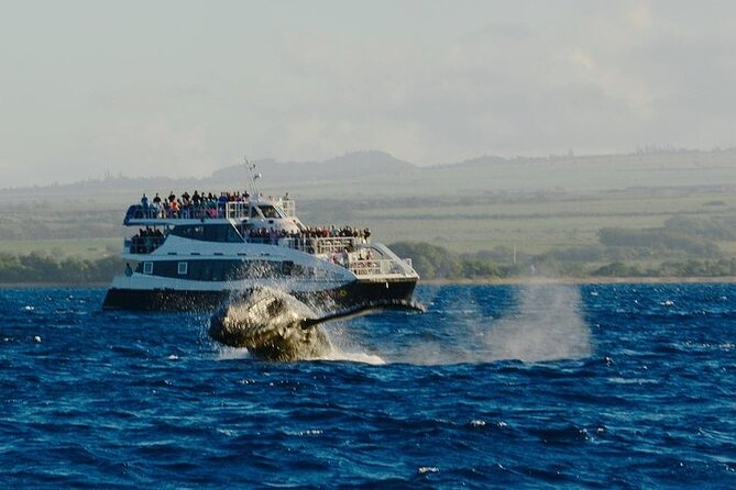 From Maalaea Harbor: Afternoon Whale Watch Cruise Aboard Calypso - Traveler Photos and Reviews