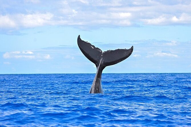 From Maalaea Harbor: Afternoon Whale Watch Cruise Aboard Calypso - Directions to Maalaea Harbor