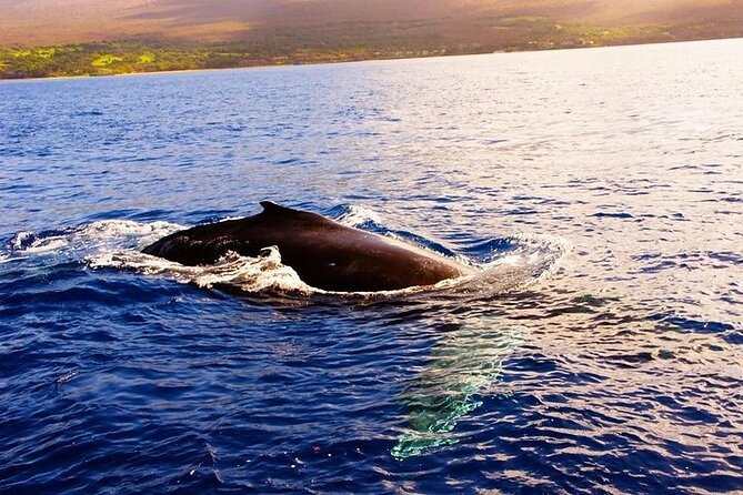 From Maalaea Harbor: Afternoon Whale Watch Cruise Aboard Calypso - Common Questions
