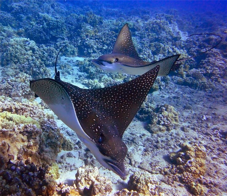 From Ma'alaea Harbor: Lana'i Snorkel and Dolphin Adventure - Activity Details