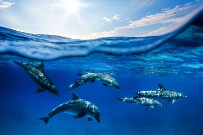 From Ma'alaea Harbor: Lana'i Snorkel and Dolphin Adventure - Additional Services and Rentals