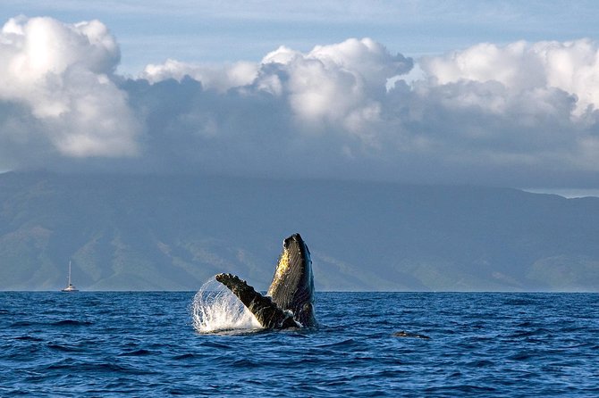 From Maalaea Harbor: Whale Watching Tours Aboard the Quicksilver - Cancellation Policy