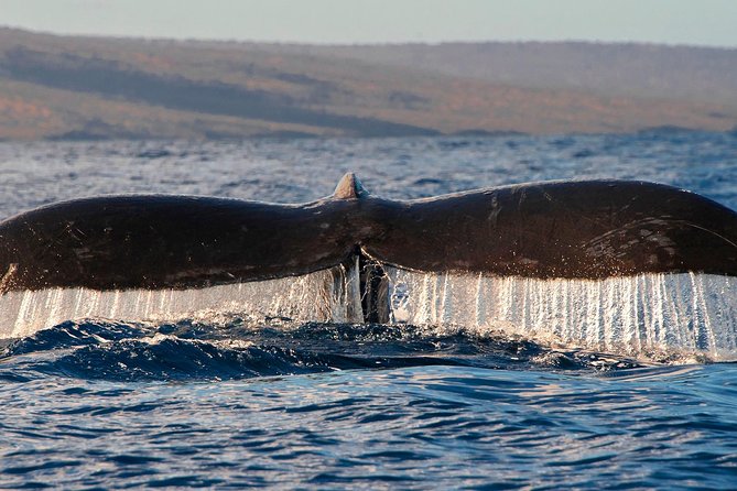 From Maalaea Harbor: Whale Watching Tours Aboard the Quicksilver - Customer Experiences and Feedback