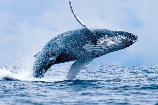 From Maalaea Harbor: Whale Watching Tours Aboard the Quicksilver - Customer Satisfaction and Recommendations