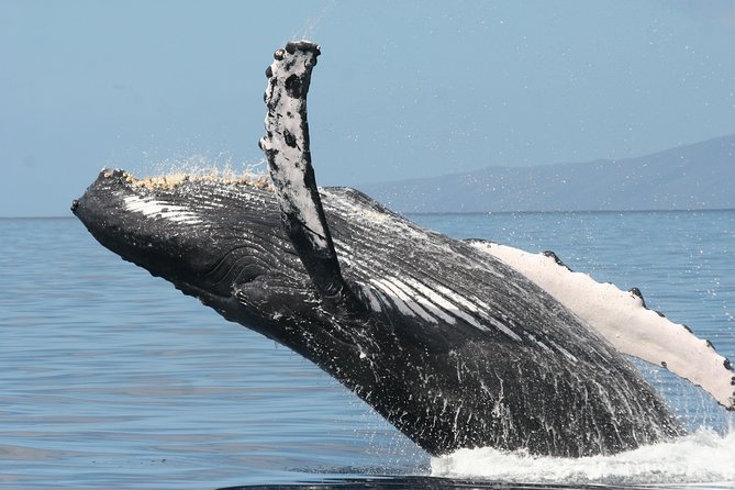 From Maalaea Harbor: Whale Watching Tours Aboard the Quicksilver - Common Questions
