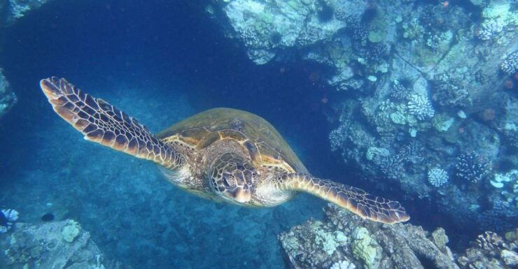 From Maalaea: Turtle Town Snorkel Aboard the Quicksilver - Meeting Point & Important Information