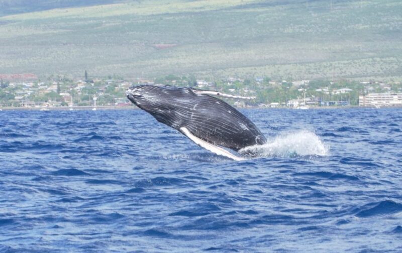 From Maalaea: Whale Watching Catamaran Cruise with Drinks - An Overview of the Whale Watching Experience