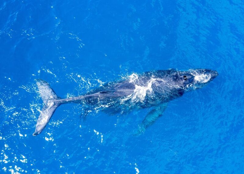 From Maalaea: Whale Watching Catamaran Cruise with Drinks - The Experience Onboard