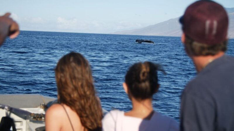 From Maalaea: Whale Watching Catamaran Cruise with Drinks - Meeting Point and Practicalities
