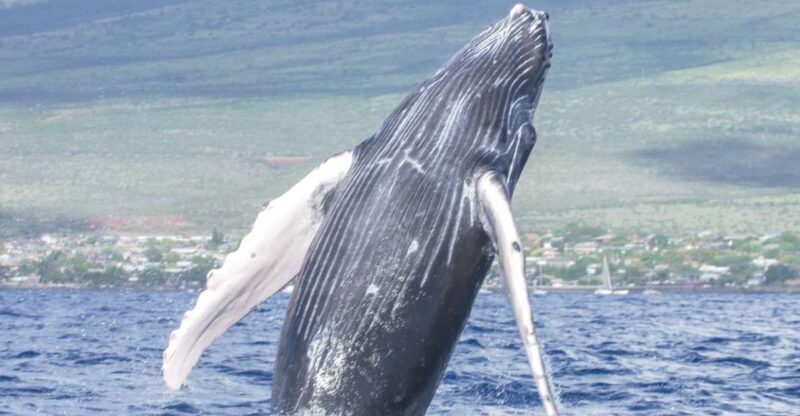 From Maalaea: Whale Watching Catamaran Cruise with Drinks - What to Bring and Tips for a Great Trip