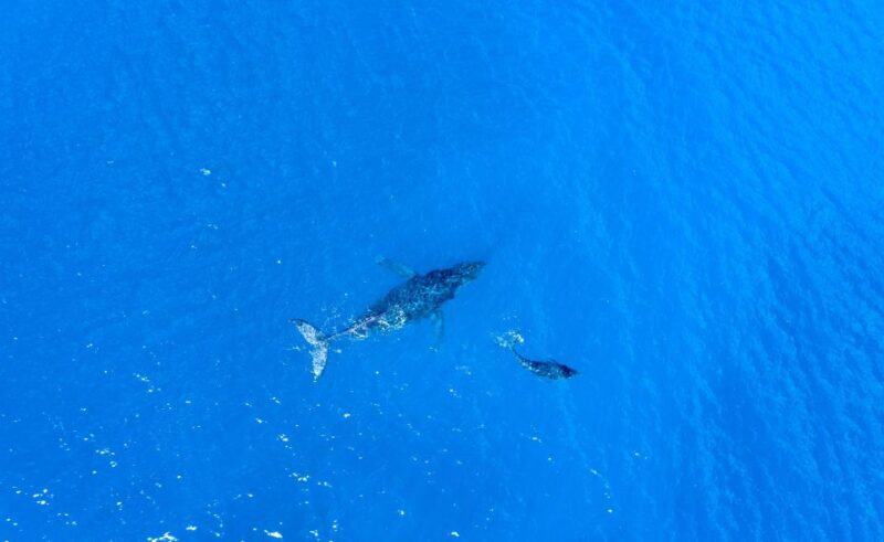 From Maalaea: Whale Watching Catamaran Cruise with Drinks - Is This Tour Worth It?