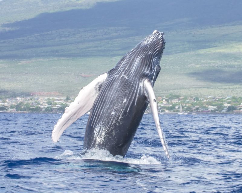 From Maalaea: Whale Watching Catamaran Cruise with Drinks - Who Will Love This Tour?