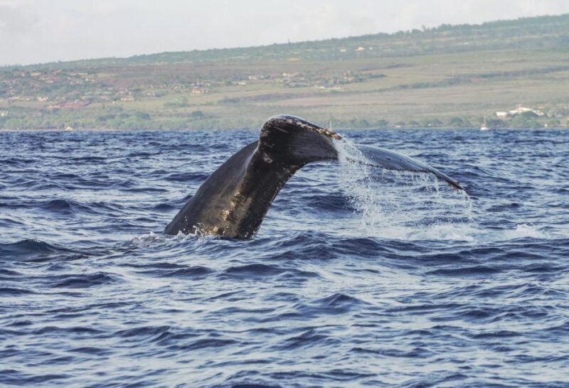 From Maalaea: Whale Watching Catamaran Cruise with Drinks - The Sum Up