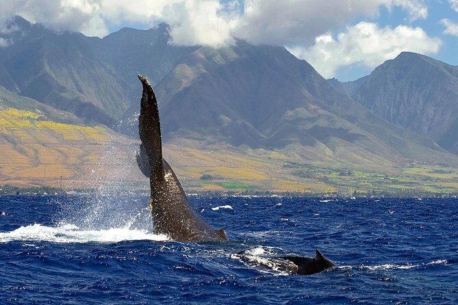 From Maalaea: Whale Watching Tour Aboard the Quicksilver - The Sum Up