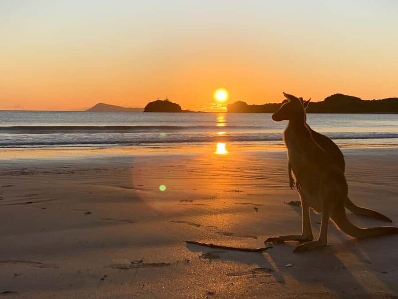 From Mackay: Wallabies on the Beach Sunrise Trip - An In-Depth Look at the Tour Experience