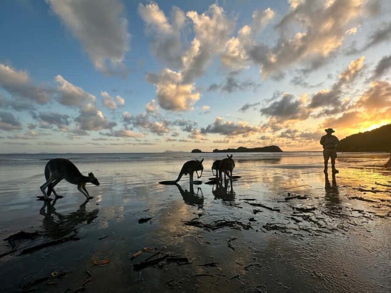 From Mackay: Wallabies on the Beach Sunrise Trip - FAQ