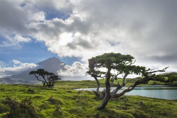 From Madalena: Pico Volcanoes and Lakes Guided Day Tour - Reviews and Ratings