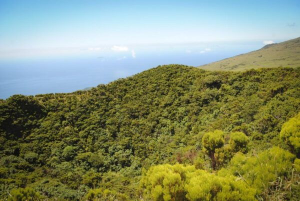 From Madalena: Pico Volcanoes and Lakes Guided Day Tour - Common Questions