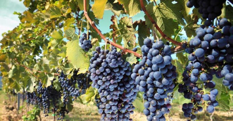 From Madrid: Alcalá De Henares, Winery Tour & Wine Tasting - Good To Know