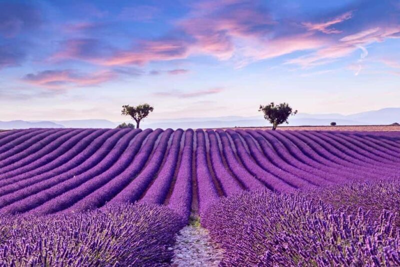 From Madrid: Day Trip to Brihuega Lavender Fields - An Introduction to the Brihuega Lavender Experience