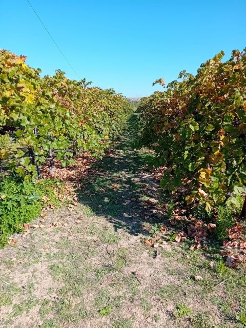 From Madrid: Winery Visit and Tasting Tour - Tour Experience