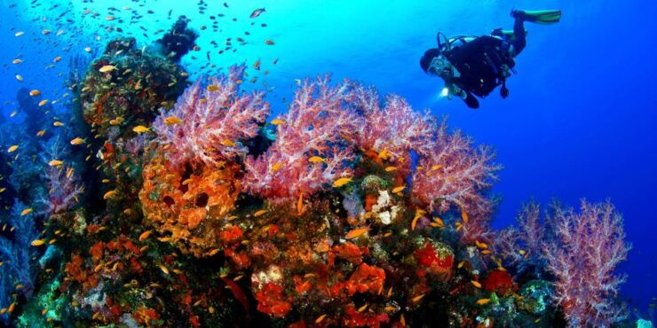 From Makadi Bay: Diving & Snorkeling Boat Tour With Lunch - Booking Information