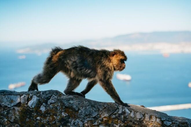 From Malaga and Costa Del Sol: Gibraltar Tour - Full Description