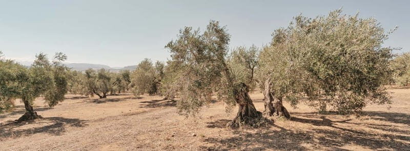 From Malaga: Antequera Heritage and Oil Mill land - Final Thoughts: Is It Worth It?