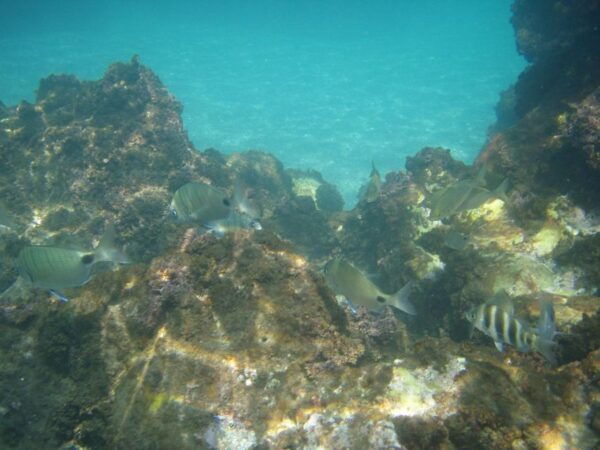 From Malaga: Cliffs of Maro Hike W/ Beach Visit & Snorkeling - The Sum Up