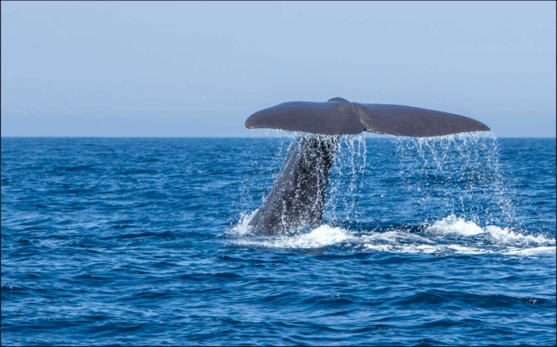 From Malaga: Guided Tour in Tarifa With Whale-Watching and Dolphin Watching - Good To Know