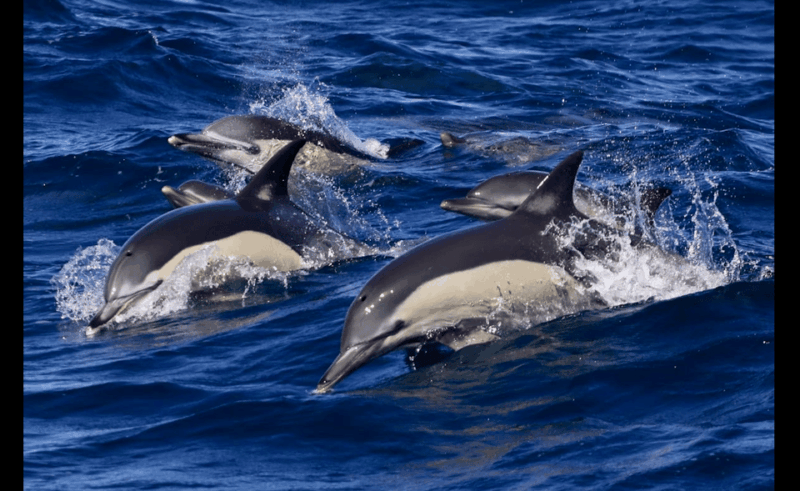 From Malaga: Guided Tour in Tarifa With Whale-Watching and Dolphin Watching - Itinerary and Activities