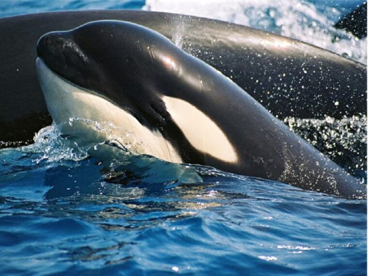 From Malaga: Guided Tour in Tarifa With Whale-Watching and Dolphin Watching - Meeting Point and What to Bring