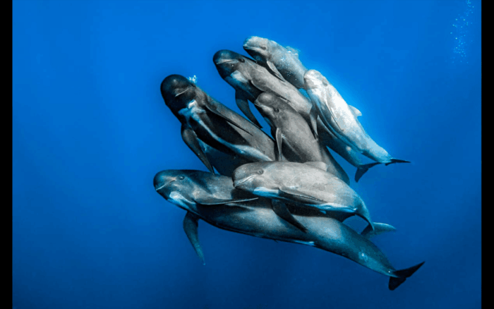 From Malaga: Guided Tour in Tarifa With Whale-Watching and Dolphin Watching - Common Questions