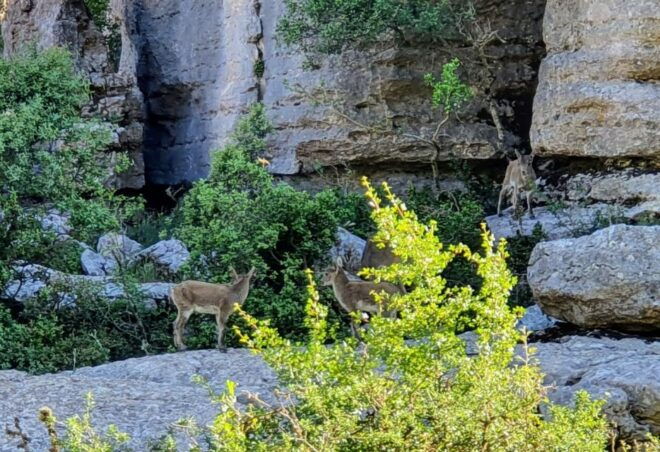 From Málaga: Guided Tour of Torcal De Antequera and Dolmens - Important Information