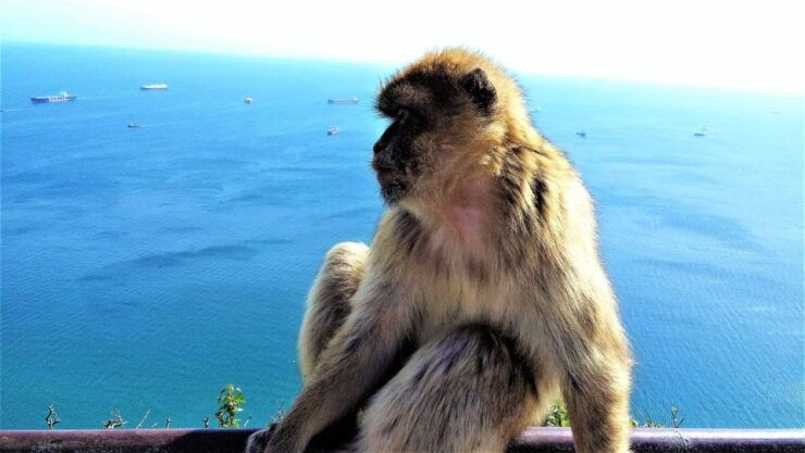 From Málaga or Marbella: Private Gibraltar Tour - Experience Highlights
