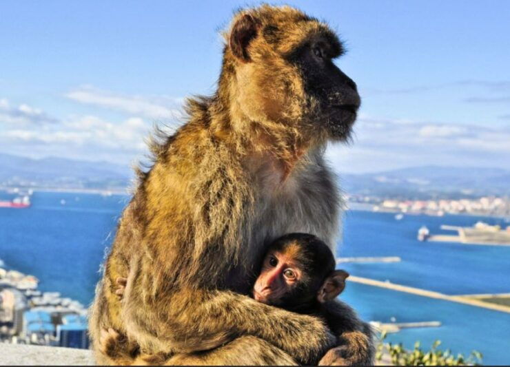 From Malaga: Private Gibraltar Highlights Day Trip - Tour Details & Duration