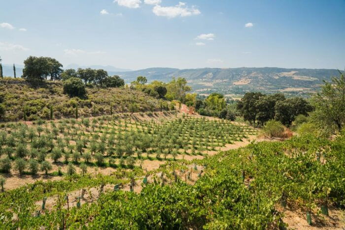 From Málaga: Ronda, Wine & Olive Oil Tasting Small Group - Customer Reviews and Ratings