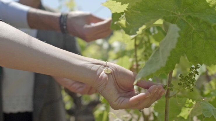 From Málaga: Ronda & Winery Experience With Wine Tasting - Good To Know