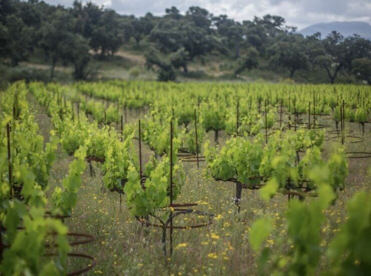 From Málaga: Ronda & Winery Experience With Wine Tasting - Tour Details