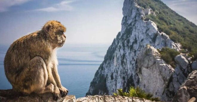 From Málaga/Torremolinos/Benalmádena: Day Trip to Gibraltar - Booking Information