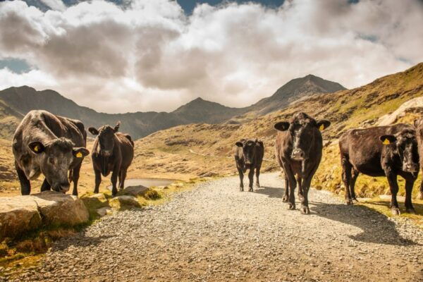 From Manchester: 3-Day Tour of Snowdonia, Wales, and Chester - Common Questions