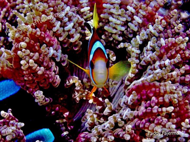 From Manila: Beginner's Scuba Diving Experience - Good To Know