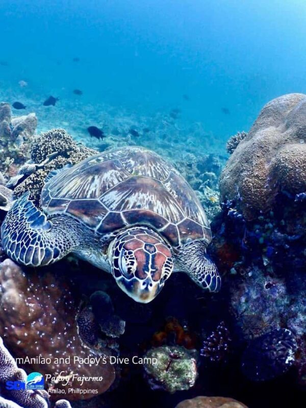 From Manila: Beginner's Scuba Diving Experience - Who Is This Tour Best Suited For?