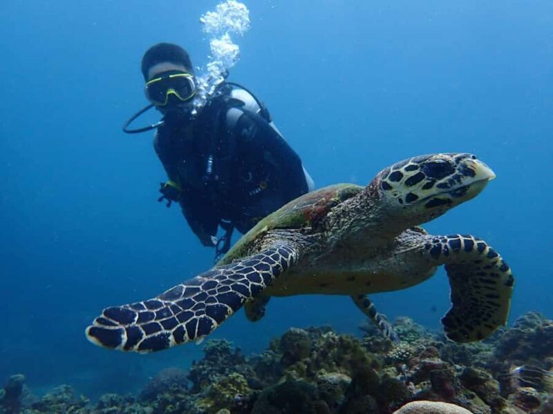 From Manila: Beginner's Scuba Diving Experience - An Introduction to the Experience