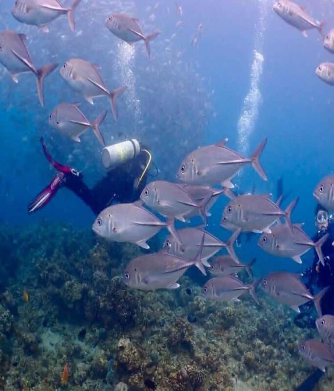 From Manila: Beginner's Scuba Diving Experience - The Highlights of the Batangas Dive