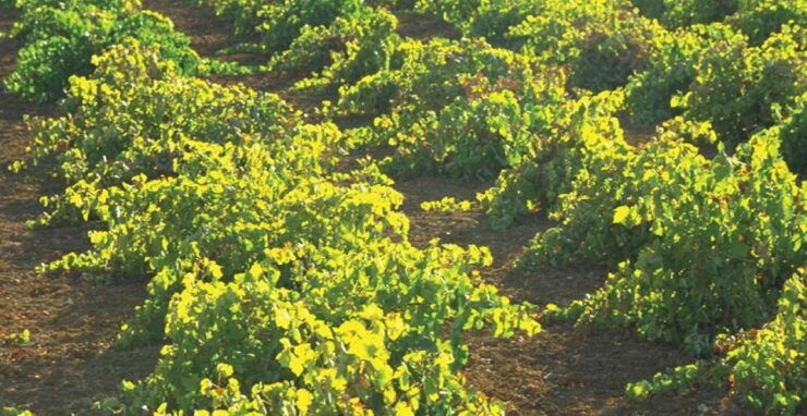 From Marbella: Antequera Wine Tour With Tastings and Lunch - Experience Highlights