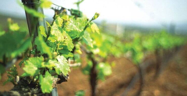 From Marbella: Axarquia Wine Tour With Wine Pairing Lunch - Experience