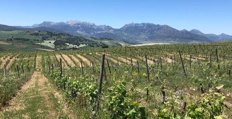 From Marbella: Classic Ronda Tour, 2 Winery Visits & Lunch - Good To Know