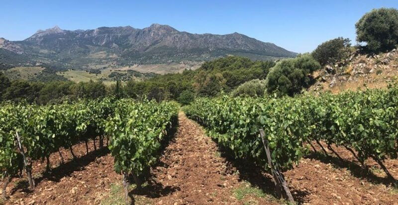 From Marbella: Classic Ronda Tour, 2 Winery Visits & Lunch - Serranía De Ronda: Scenic Mountain Vistas